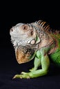 Iguana on black background Royalty Free Stock Photo