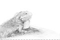 Iguana. Sketch with pencil