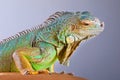 Iguana on blue Royalty Free Stock Photo