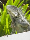 Iguana Bonaire Green Royalty Free Stock Photo