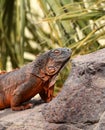 An iguana basks in the sun