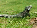 Iguana grass