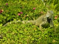 Iguana on a bush