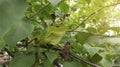 An iguana that is camouflaging on green plants