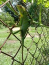 An iguana can change colors depending on the environment