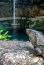 Iguana at Cenote Zaci Waterfall - Valladolid, Yucatan, Mexico