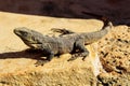 an iguana is chilling on a rock Royalty Free Stock Photo