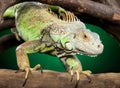 Iguana clambers on branches Royalty Free Stock Photo