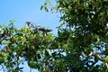 Iguana climbing a mango tree in Jaco Royalty Free Stock Photo