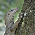 Iguana climbing tree