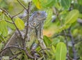 Iguana climbing a tree with dark green leaves