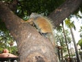 Iguana Climbing tree in Guayaquil, Ecuador