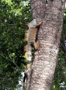Iguana climbing a tree