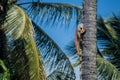 Iguana climbing tree trunk