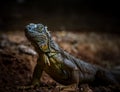 Iguana Close-Up in