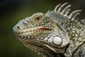 Iguana close-up Royalty Free Stock Photo