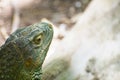 Iguana. close up on Head. Reptile Prehistory.