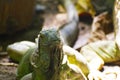 Iguana. close up on Head. Reptile Prehistory.