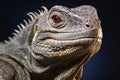 Iguana close-up portrait on dark background,  Studio shot Royalty Free Stock Photo