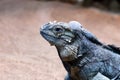 Iguana close up portrait wildlife Royalty Free Stock Photo