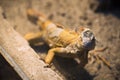 Iguana close up shot portrait. Royalty Free Stock Photo