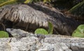 The iguana close up sits and is basked in the sun.