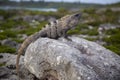 The iguana close up sits and is basked in the sun.