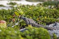 The iguana close up sits and is basked in the sun.