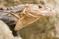 Iguana closeup detail