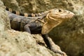 Iguana closeup detail