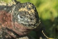 Iguana closeup from The Galapagos Islands