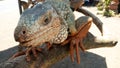 Iguana closeup. Iguana head details. Funny face of iguana reptile. Royalty Free Stock Photo