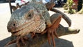 Iguana closeup. Iguana head details. Funny face of iguana reptile Royalty Free Stock Photo