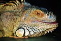 Iguana color portrait at dark background