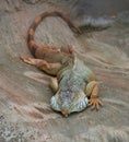 Iguana Royalty Free Stock Photo