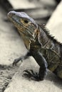 Iguana (Costa Rica) Royalty Free Stock Photo