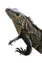 Iguana (Costa Rica) Royalty Free Stock Photo