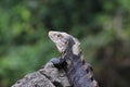 Iguana, Costa Rica Royalty Free Stock Photo