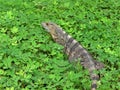 Iguana Royalty Free Stock Photo