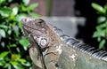 Iguana in Costa Rica Royalty Free Stock Photo