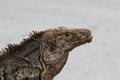 Iguana, Costa Rica Royalty Free Stock Photo