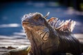 Iguana Royalty Free Stock Photo