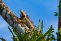 Iguana Crawling in Tree with Low Angle View Outside Tortuguero National Park Costa Rica Royalty Free Stock Photo