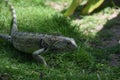 Iguana Creeping Through Green Grass in Aruba