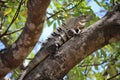 Iguana - Ctenosaura similis Royalty Free Stock Photo