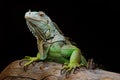 Iguana on dark background. Black and white image Royalty Free Stock Photo