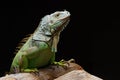 Iguana on dark background. Black and white image Royalty Free Stock Photo