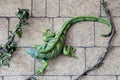 Iguana decorations on a wall in the resort city of Cancun