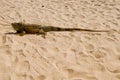 Iguana in the desert