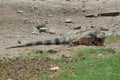 Iguana in desert field Royalty Free Stock Photo